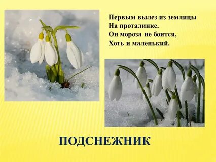 Первым вылез