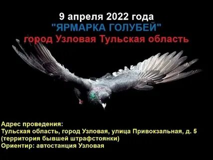 Выставка голубей в туле 2024 году