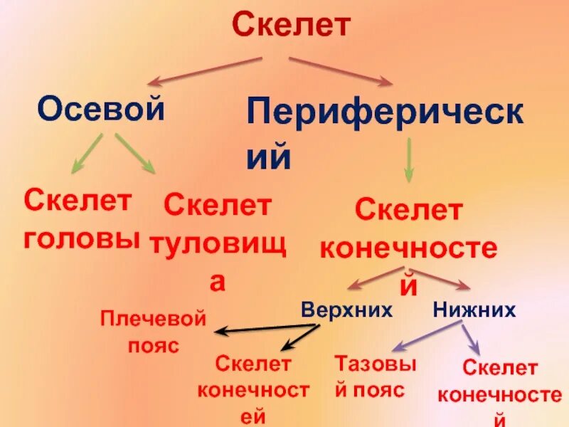 Функции добавочного скелета человека. Осевой и добавочный скелет человека анатомия. осевой и добавочный скелет схема. биология 8 класс скелет человека осевой скелет. осевой и периферический скелет.
