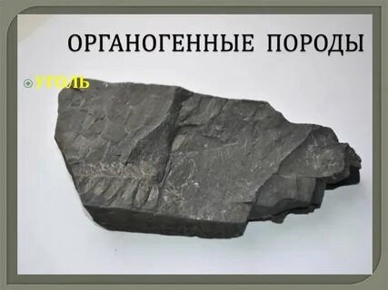 Перечислите органогенные элементы
