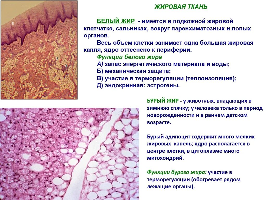 Клетчатка строение и функции. Жировая ткань строение и функции. Жировая соединительная ткань виды и функции. Функция соединительной ткани в жирах. Жировая соединительная ткань строение и функции.