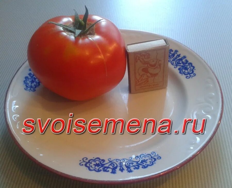 Описание томата кумир фото сорт. Томат кумир. сорт кумир томат. томат кумир фото. томат кумир сроки созревания.