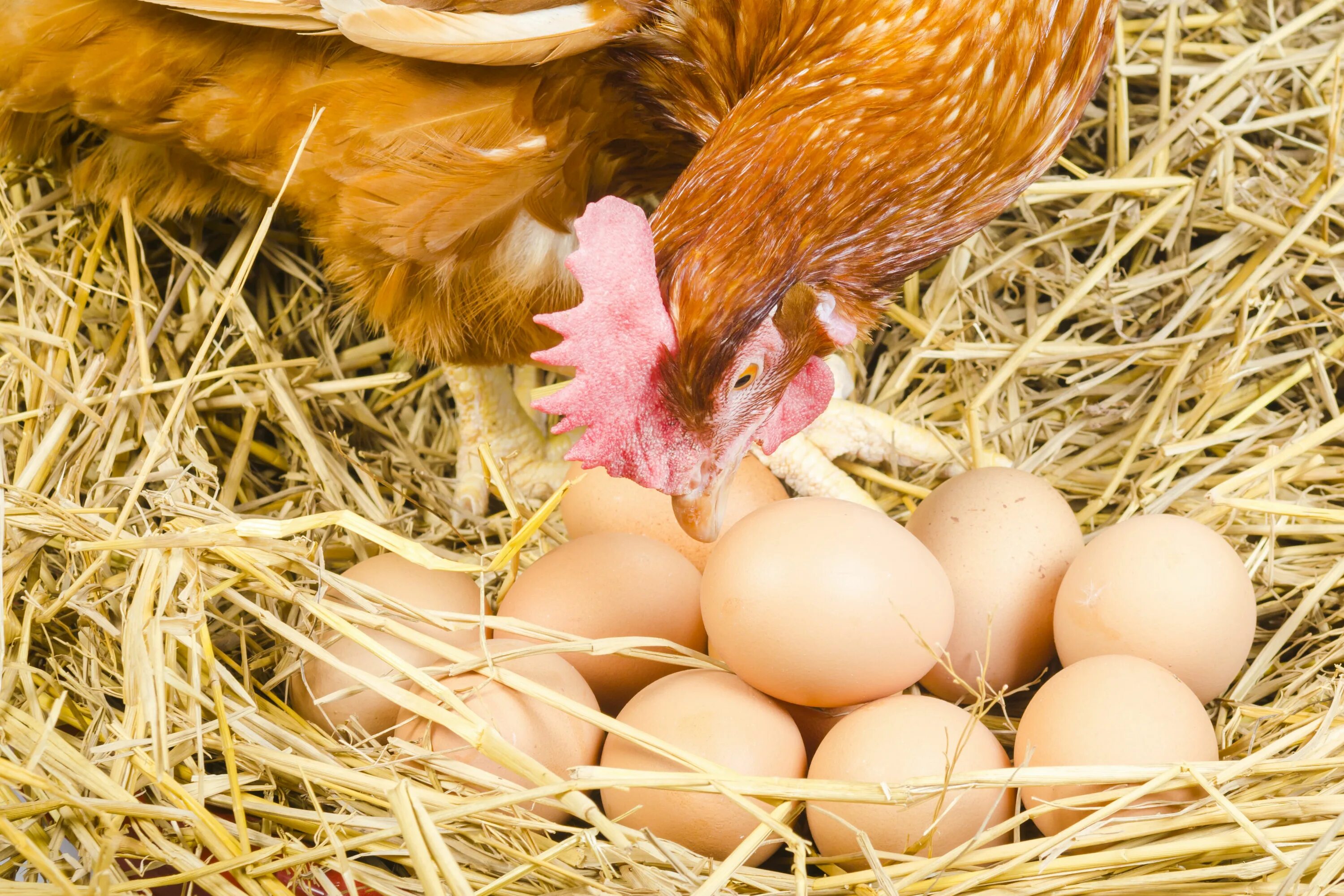 Покажи яйцо курицы. Наседка курица высиживает яйца. Курочка высиживает цыплят. Куры и яйца. Курица с яйцами.