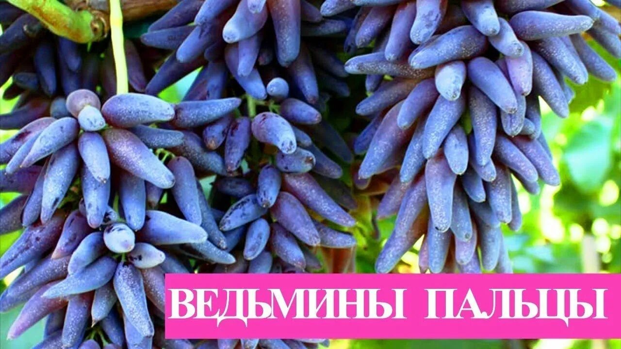 Кишмиш Хэллоуин или Ведьмин палец (Witch's finger). - YouTube