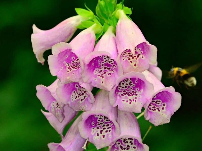 Poisonous flower. Наперстянка Foxglove. Дигиталис наперстянка. Наперстянка пурпурная Глоксиниецветная. Наперстянка Далматин микс.