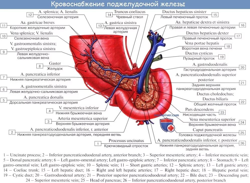 Поджелудочно 12 перстная артерия. Поджелудочная железа строение кровоснабжение. Кровоснабжение поджелудочной железы анатомия. Строение поджелудочной железы анатомия на латыни.