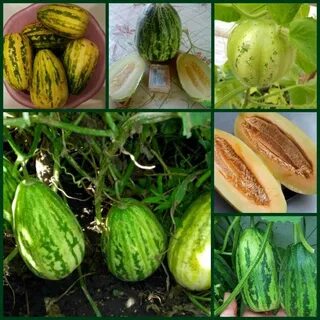 Вкус и запах огурца