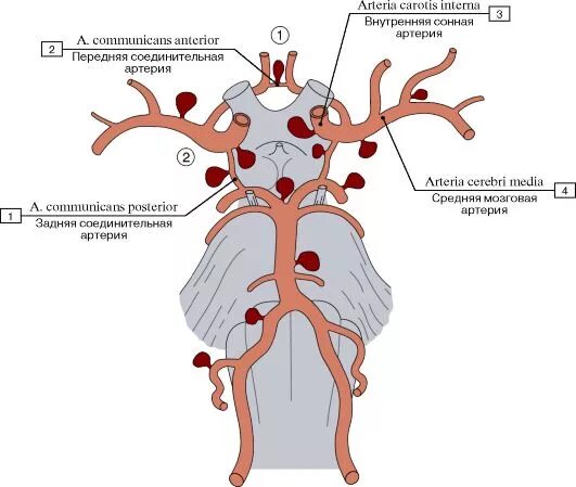 Задняя соединительная артерия мозга
