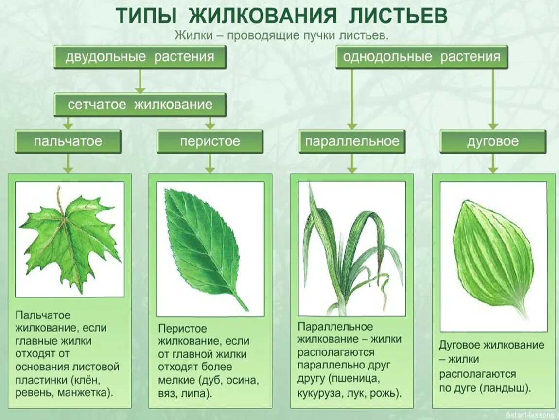 5 примеров растений