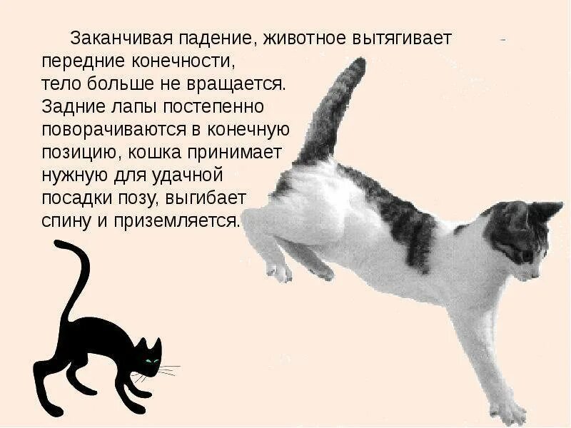 Без задних ног значение