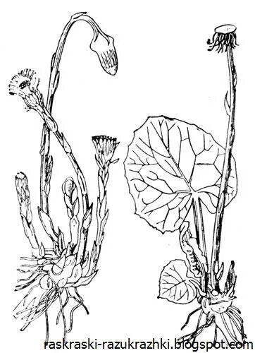 Мать и мачеха раскраска. Мать-и-мачеха. Мать и мачеха цветок. Мать и мачеха схема цветка. Лекарственные растения раскраска мать и мачеха.