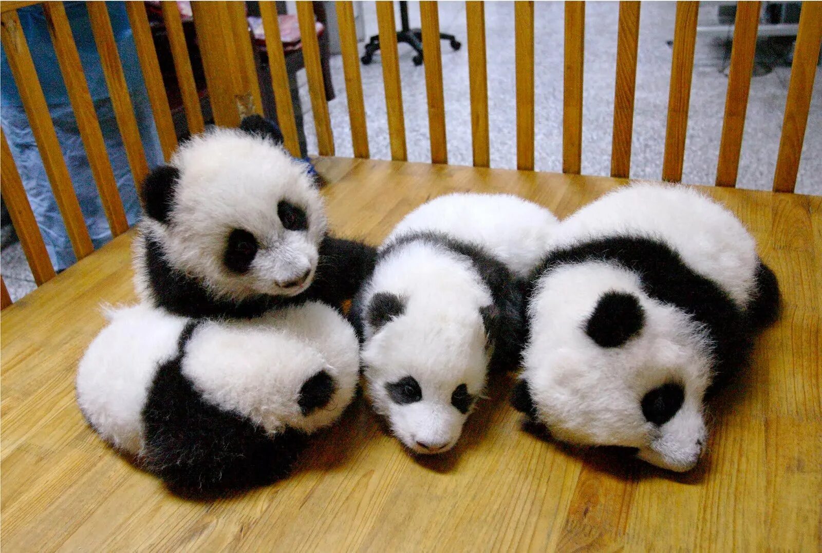 Панды с малышом. Домашняя Панда. Панда с детенышем фото. Маленькая Панда. Картинка милой панды