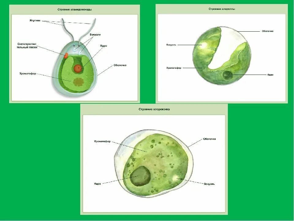 Хлорелла группа организмов. Хлорелла строение клетки. Строение одноклеточной водоросли хлореллы рисунок. Хлорелла протист. Одноклеточная водоросль хлорелла.
