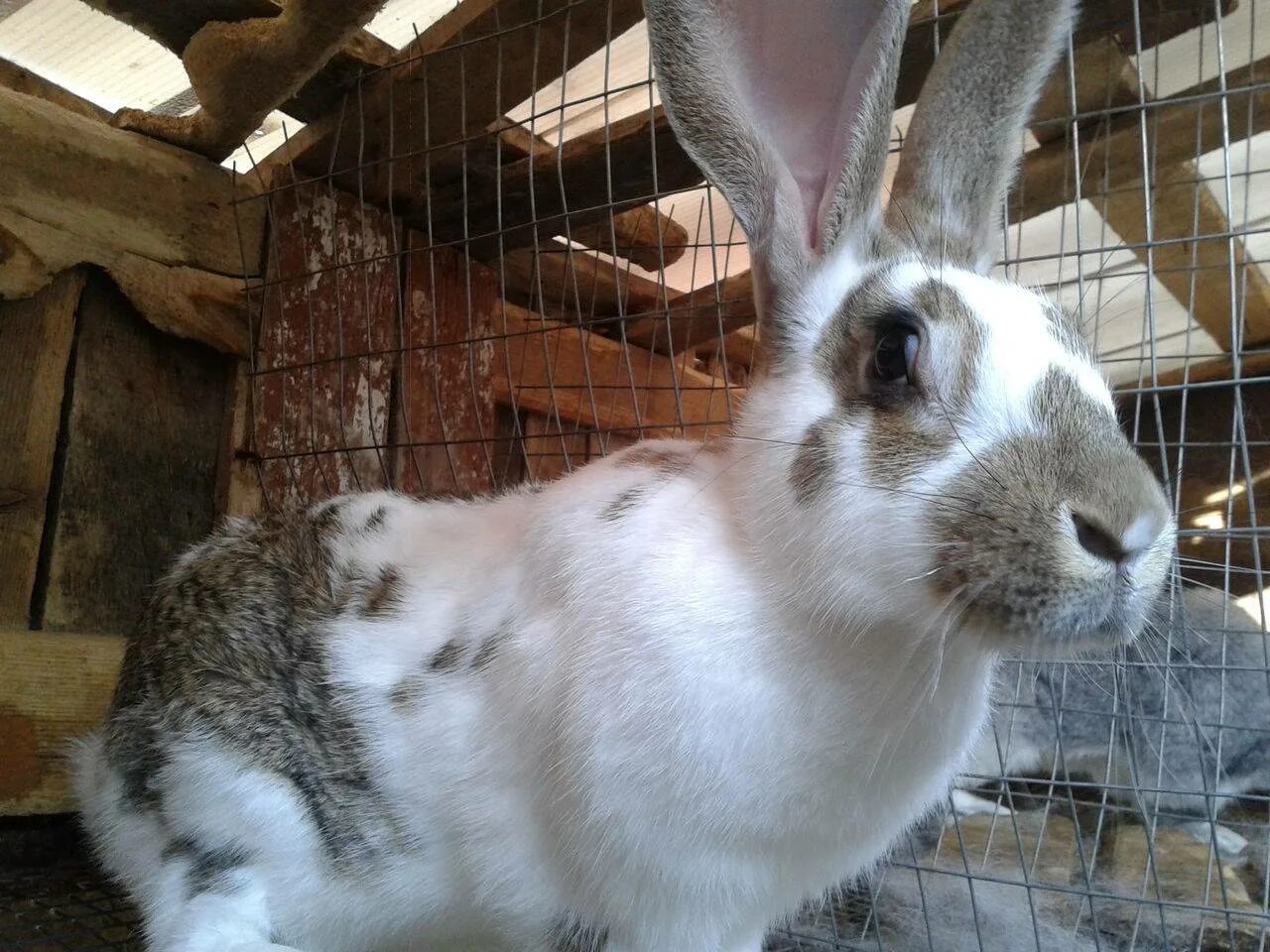 Крольчата мясных пород. Хиколь порода кроликов. Кролики мясных пород. Крупная порода кроликов на мясо. Лучшие кролики для разведения на мясо.