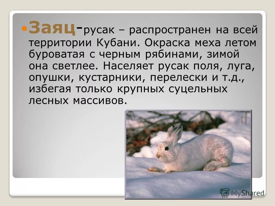 русак вопросы. лев николаевич толстой заяц русак. русак вопросы. заяц 2 класс окружающий мир заяц русак. заяц краткое описание.