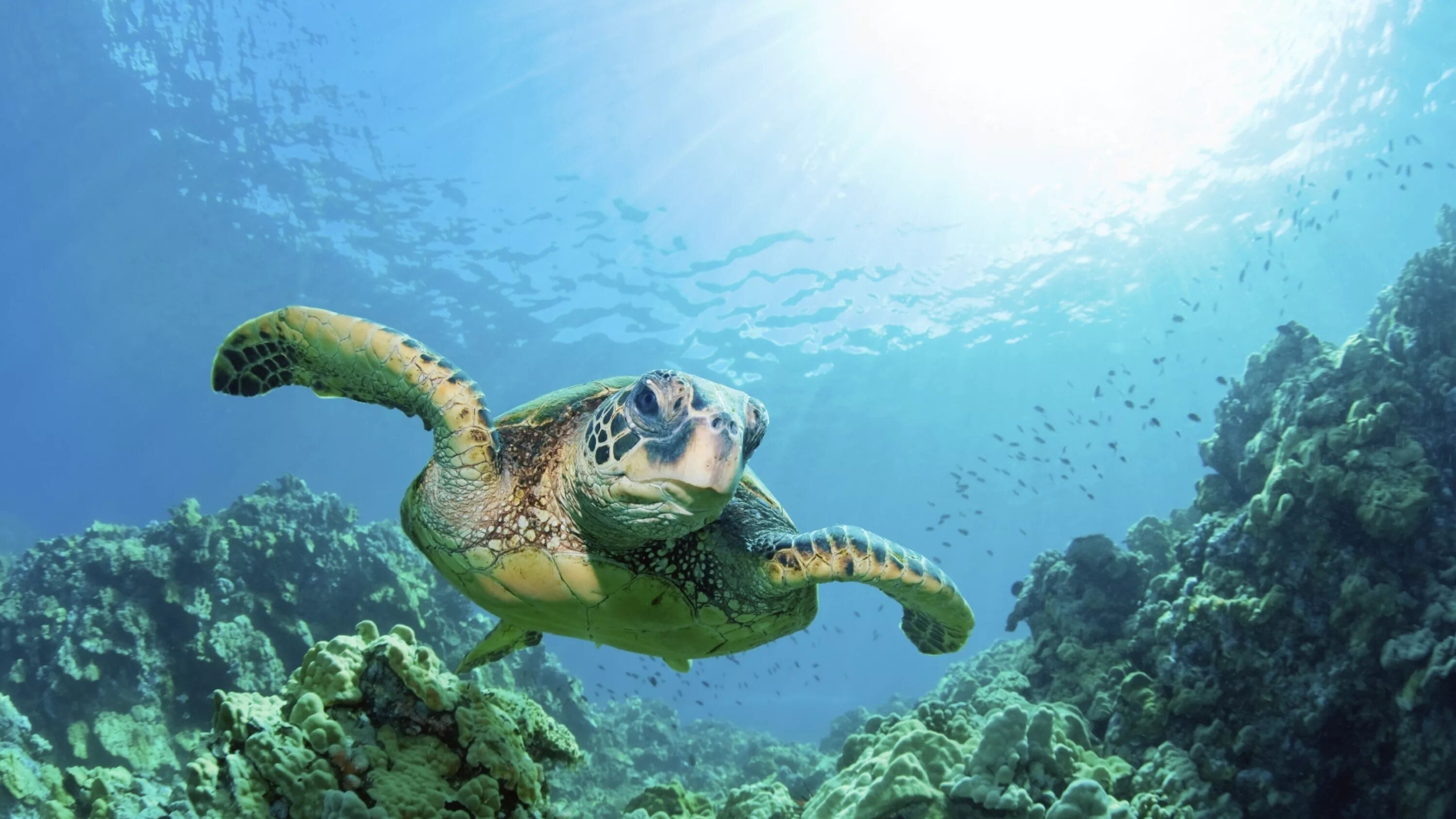 3 дня в океане. Черепаха Каретта-Каретта. Морская черепаха Галапагос. Каймановые острова черепаха. Морская черепаха и Черепашата.