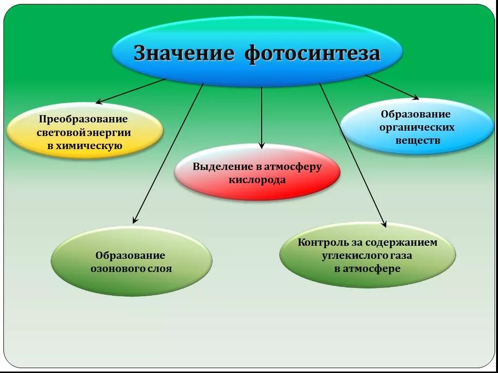 Роль фотосинтеза для человека. Роль фотосинтеза в природе. Роль фотосинтеза 6 класс. 4 Значения фотосинтеза 6 класс. Роль фотосинтеза в природе и жизни человека.