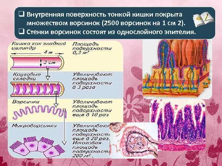 Функция ворсинок тонкого кишечника. Внутренняя поверхность тонкой кишки. Строение ворсинки тонкого кишечника. Внутренняя поверхность тонкого кишечника покрыта. Эпителий ворсинок тонкого кишечника.