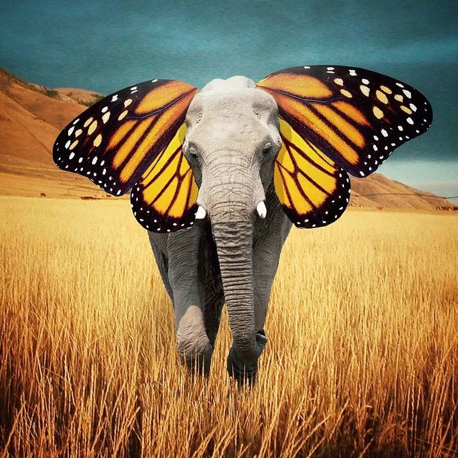 Elephant butterfly. Креативные животные. Сюрреализм животные. Необычные картинки.