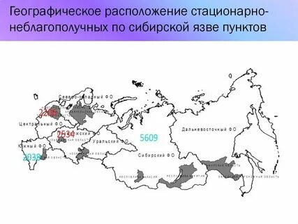 Распространена в сибири