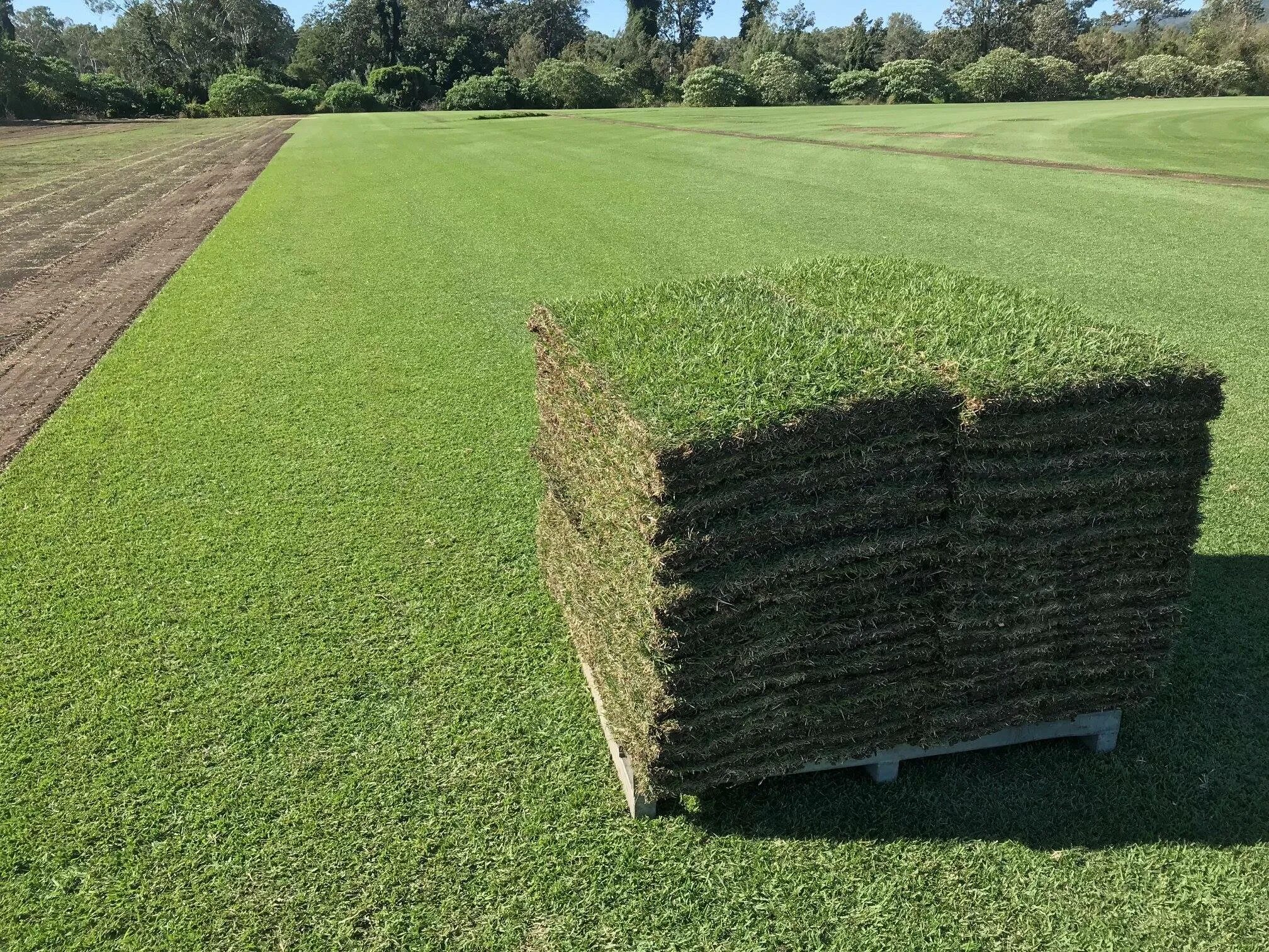 Авито газон. Гибридная трава nordic lawn. перевозка газона. газон для паллет воды. дерн транспортировка.