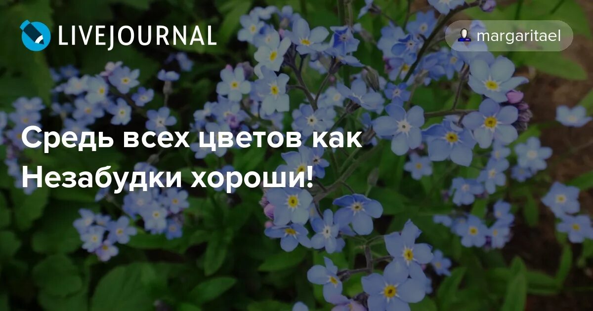 Стихи про незабудки. Незабудка факты для детей. Интересные факты о незабудке. Незабудка цветок интересные факты.