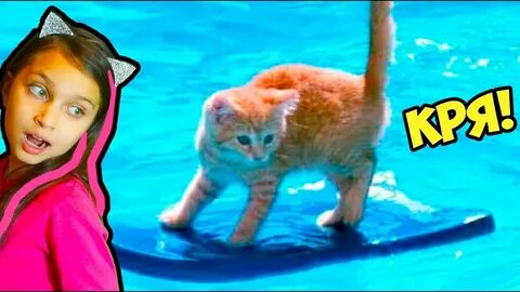 Челлендж коты не засмейся