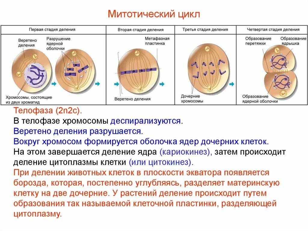 Установите последовательность изменений происходящих с хромосомами. Типы деления клеток митоз. Телофаза 2n2c. Фаза процесс результат митоз. Митотическое деление клетки процессы.