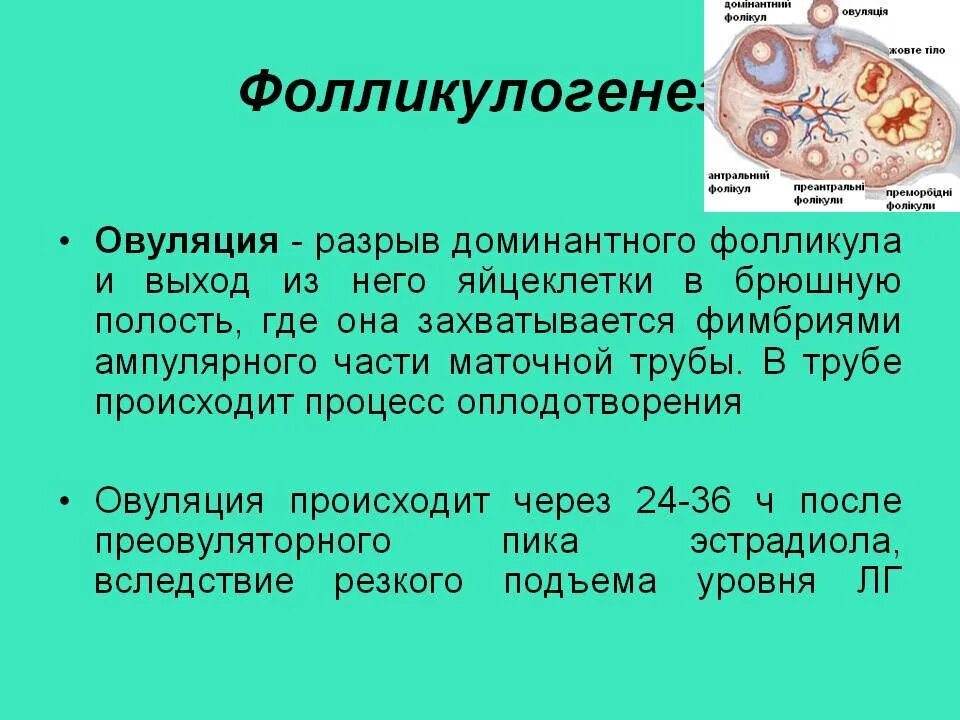 Фолликулогенез в яичнике. Количество яйцеклеток у женщины. Созревание яйцеклетки. Фолликулогенез у женщин. Овуляция клетки произошла