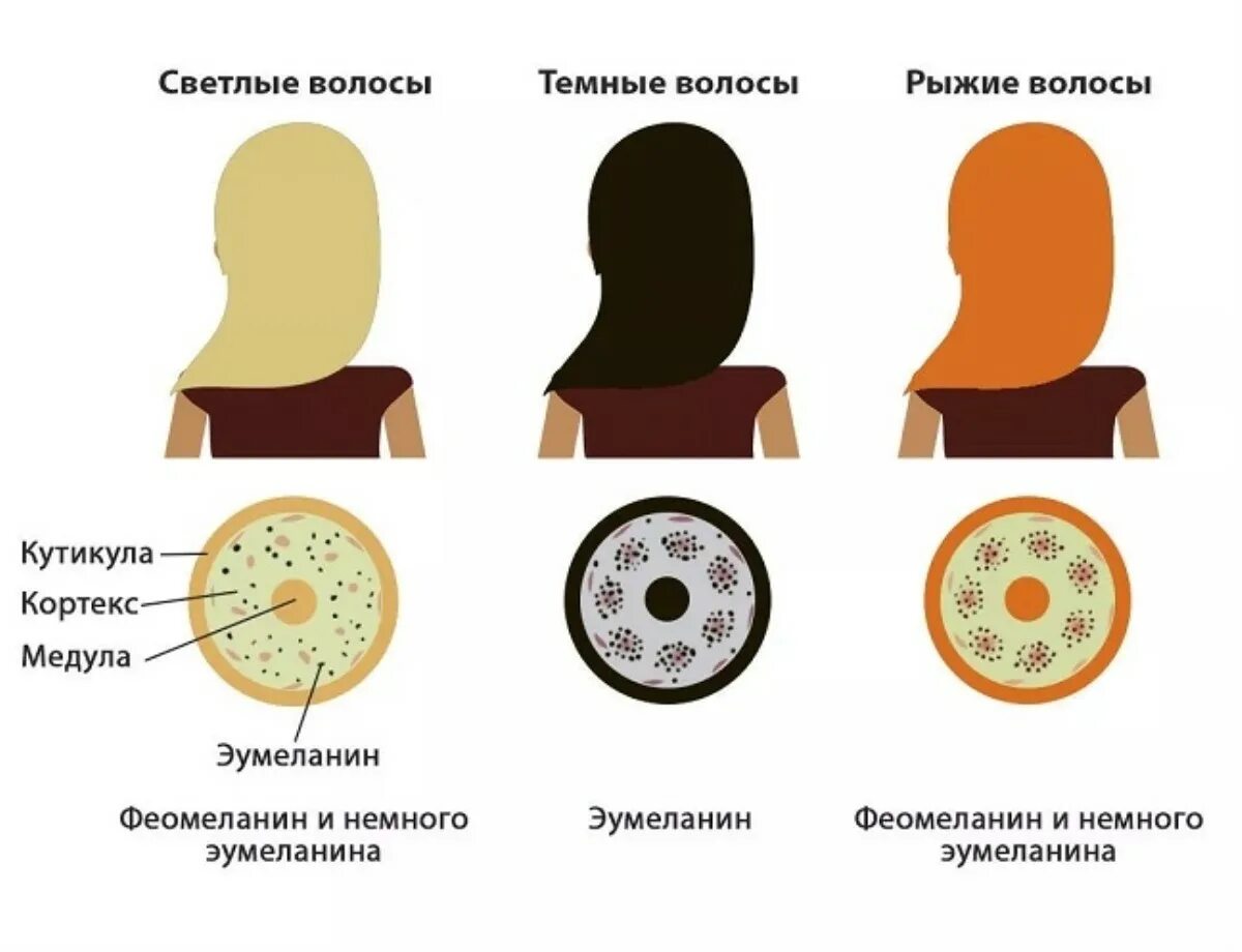 Меланин цвет волос. Меланин цвет волос. Меланин цвет волос. Типы меланина. Пигменты меланина в волосах.
