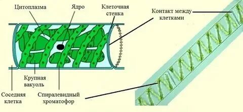 Вывод об особенностях строения спирогиры. Вывод об особенностях строения спирогиры