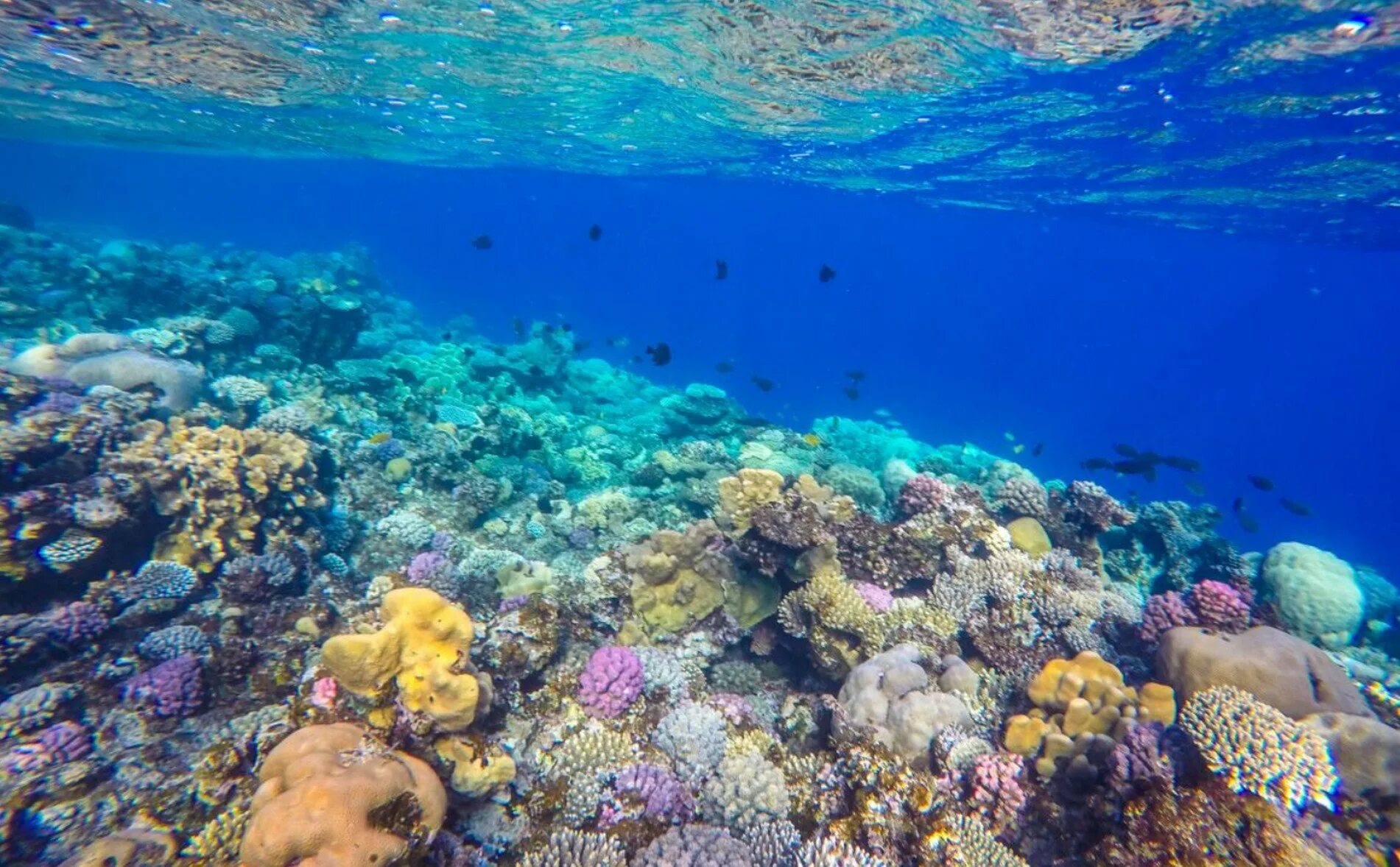 коралловый риф египет хургада.