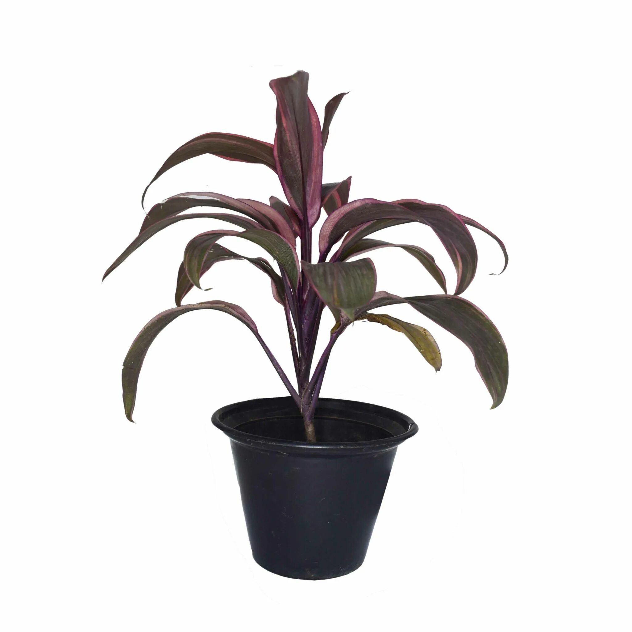 Кордилина терминалис. Пальма Кордилина. Dracaena terminalis. Кордилина decorum. Кордилина компакта