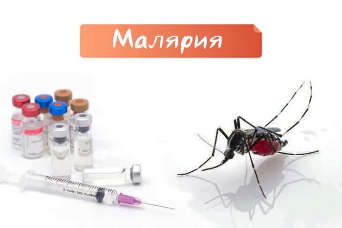 Малярия в домашних условиях. Малярия симптомы возбудитель. Малярия инфекционные болезни клиника. Профилактика малярии. Малярия профилактика заболевания.