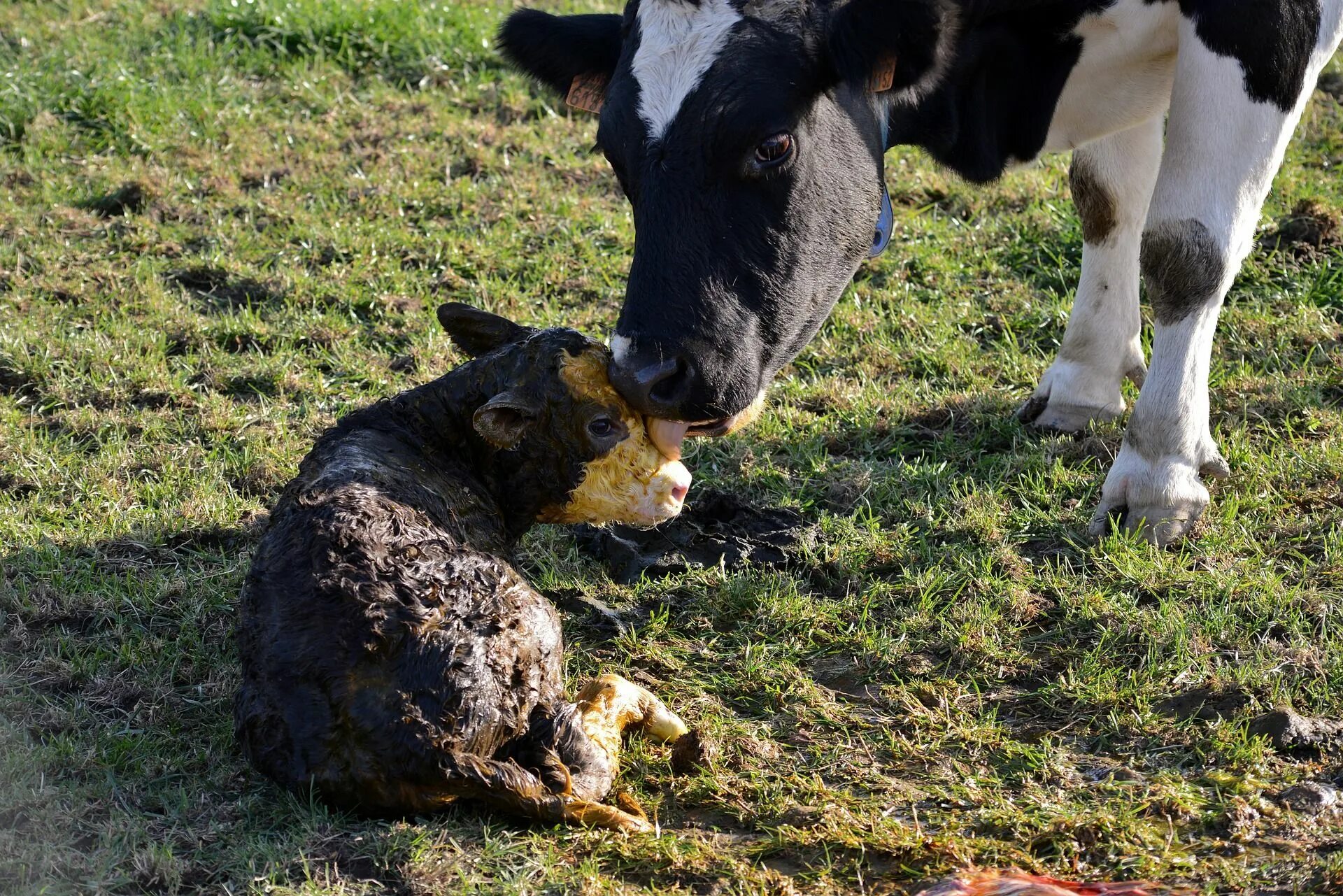 Телята после рождения. Теленок. Коровы и телята. Новорожденный телеленок.