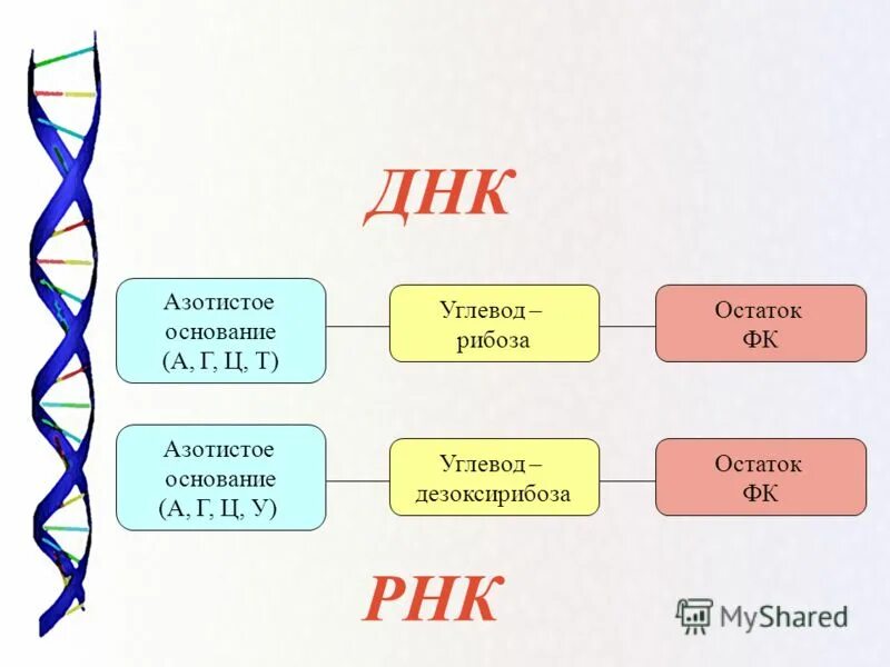 Азотистые основания ДНК. Озотиские основание в ДНК. Азотистые основания РНК. Азотистые основания ДНК И РНК таблица.