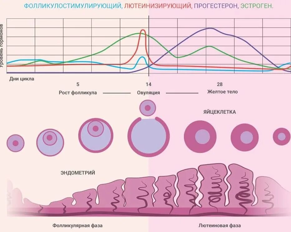 Эндометрий менструационного цикла. Фазы менструального цикла схема. Секреторная фаза менструального цикла. Фаза секреции менструационного цикла. Фазы цикла менструационного цикла по дням.