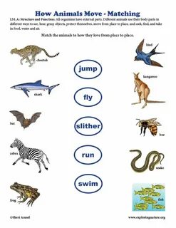 How animals