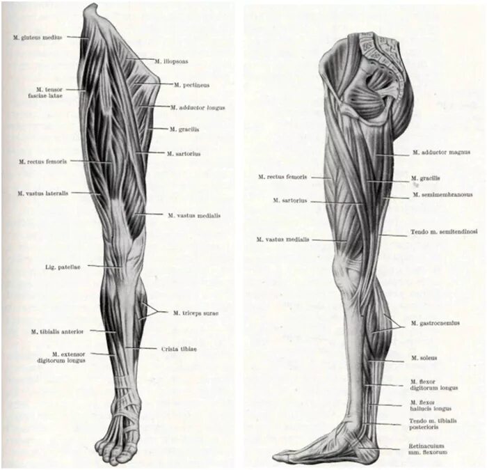 Мышцы нижней конечности анатомия строение. Мышцы нижних конечностей человека анатомия. Анатомия человека мышцы мышцы нижней конечности. Кости и мышцы нижних конечностей человека анатомия.