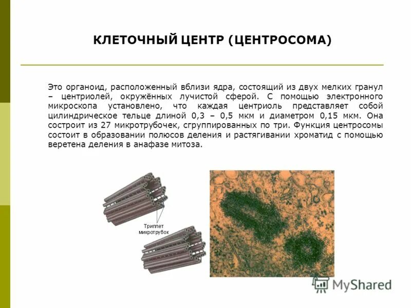 Функции центросомы. Строение клетки центросома. Центриоль и центросома. Клеточный центр центросома строение.