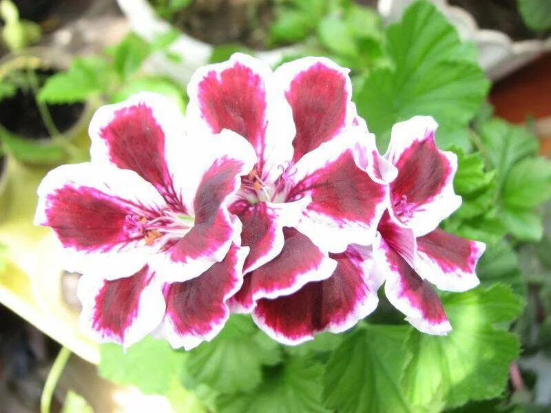 Пеларгония patricia andrea. Пеларгония ю царь девица. Пеларгония ю царь девица. Королевская пеларгония империал. Патрисия андреа пеларгония.