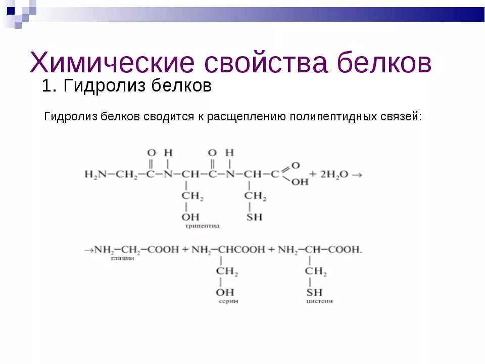 Какие вещества образуются при гидролизе белков. Гидролиз белков. Химические свойства белков. Схема реакции гидролиза белка. Белки гидролиз.