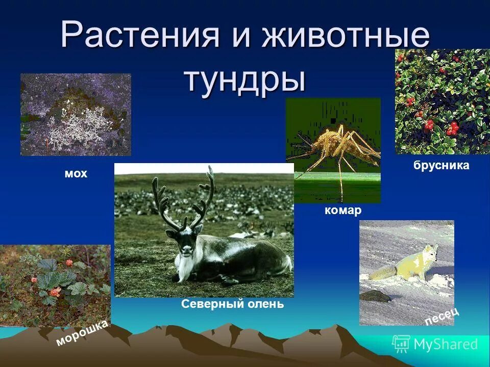 Тундра природные условия животные и растения