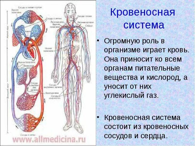 Возврат жидкости в кровеносную систему. Кровеносная система человека. Кровеносносная система. Кровеносная система организма человека. Кровеносная система кровь.