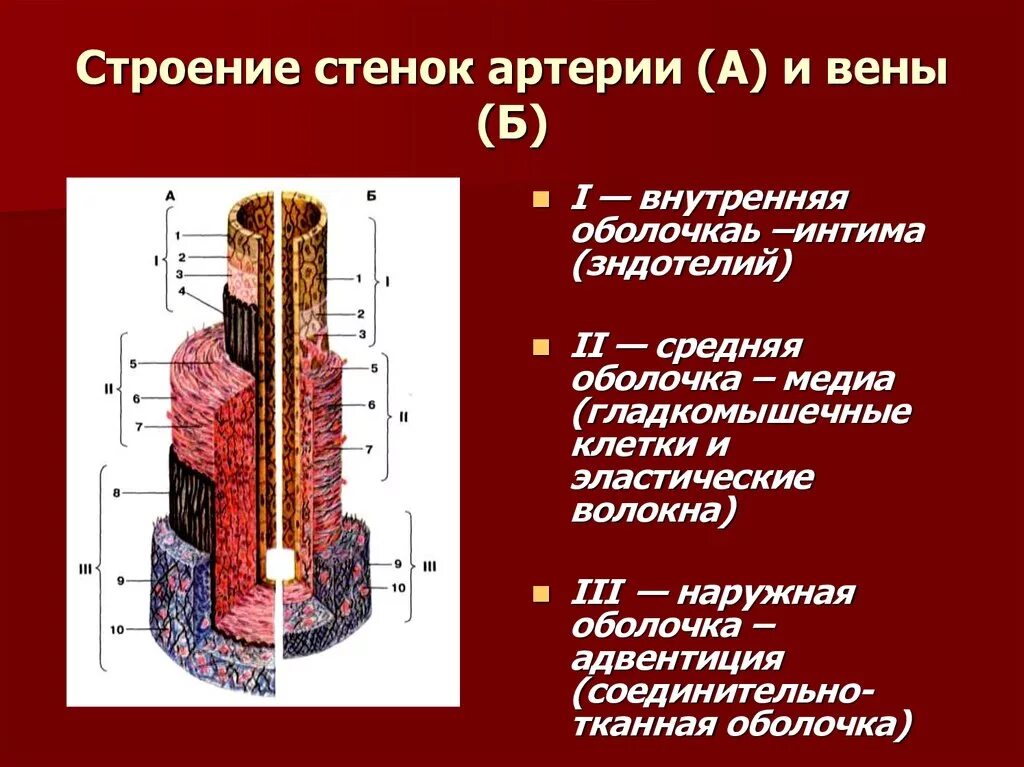 Артерии и вены тест. Строение артерии. Стенка артерии. Строение стенки артерии и вены. Схема строения стенки артерии.