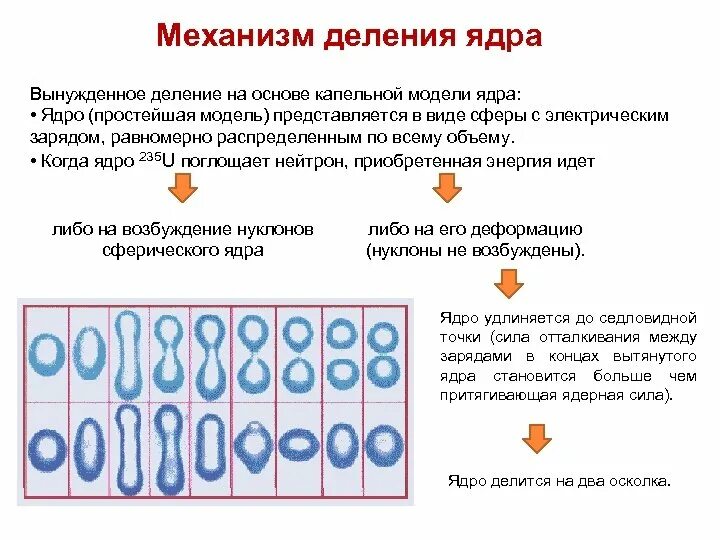 Ядерной реакцией деления является. Капельная модель механизма деления ядра. Механизм деления ядер на основе капельной модели ядра. Капельная модель атомного ядра. Этапы деления ядра.