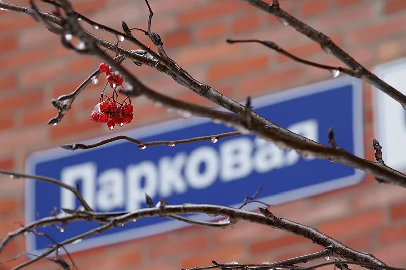 Рябина новокузнецк каталог товаров. Чайник стальэмаль, 2 л. Цилиндр. Кр. Рябина пендула.