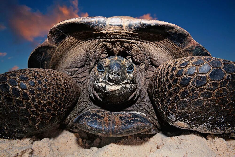 Гигантская черепаха (Testudo gigantea). Желтоголовая индийская черепаха. Черепаха Альдабра. С 300 черепаха. Черепахи живут 300
