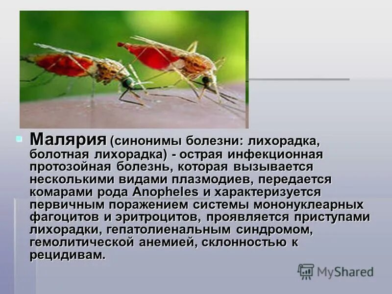 Малярия этиология нмо ответы. Малярийный плазмодий профилактика заболевания. Малярийный комар переносчик. Малярия возбудитель малярийный комар. Переносчики малярии плазмодии.