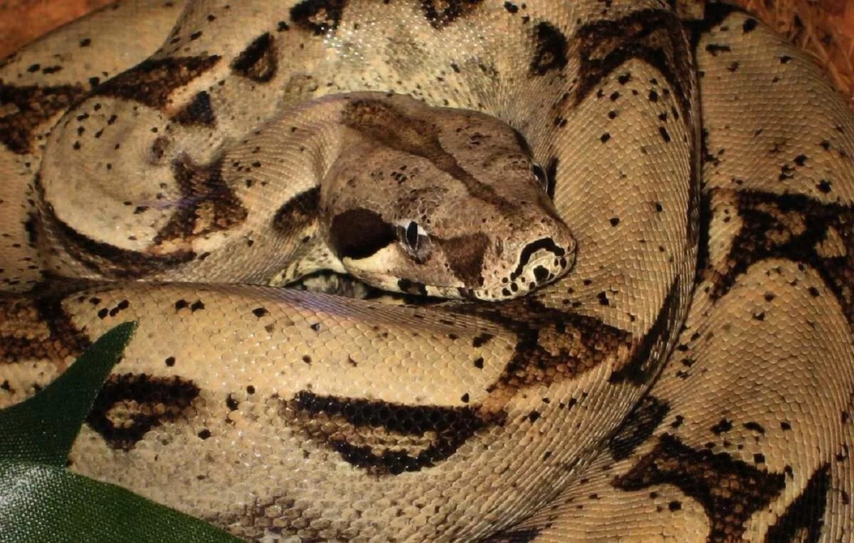 Удав обыкновенный boa Constrictor. Террариум для Императорского удава. Ложноногие. Императорский удав окрас.